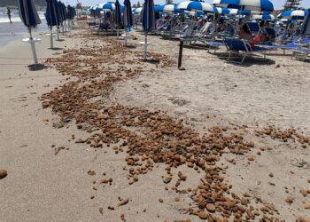 Cagliari, al Poetto ancora alghe e sporcizia: turisti e residenti furibondi