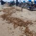 Cagliari, al Poetto ancora alghe e sporcizia: turisti e residenti furibondi
