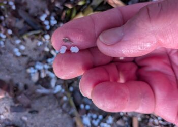 Cagliari, la microplastica che avvelena il Poetto: scatta l’allarme fra la prima e la sesta fermata