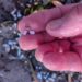 Cagliari, la microplastica che avvelena il Poetto: scatta l’allarme fra la prima e la sesta fermata