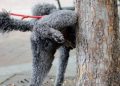 Gonnosfanadiga, sino a 5 mila euro di multa per chi lega i cani con la catena
