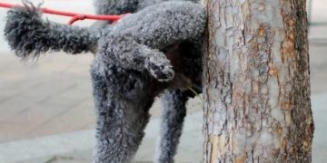 Gonnosfanadiga, sino a 5 mila euro di multa per chi lega i cani con la catena
