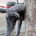 Gonnosfanadiga, sino a 5 mila euro di multa per chi lega i cani con la catena
