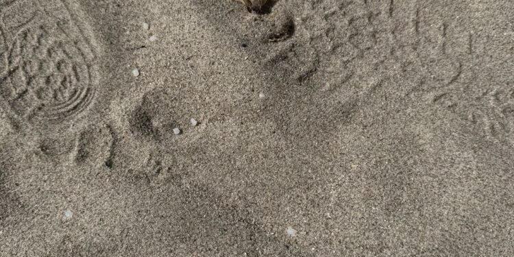 Buona estate al Poetto, trovate anche oggi nuove microsfere di plastica sulla spiaggia: prosegue l’allarme ambientale