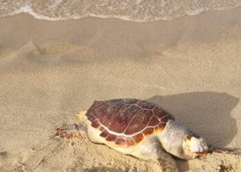 Solanas, la tristezza dei bagnanti per la tartaruga morta in spiaggia: “Abbiamo fatto tutto il possibile”
