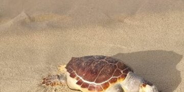 Solanas, la tristezza dei bagnanti per la tartaruga morta in spiaggia: “Abbiamo fatto tutto il possibile”