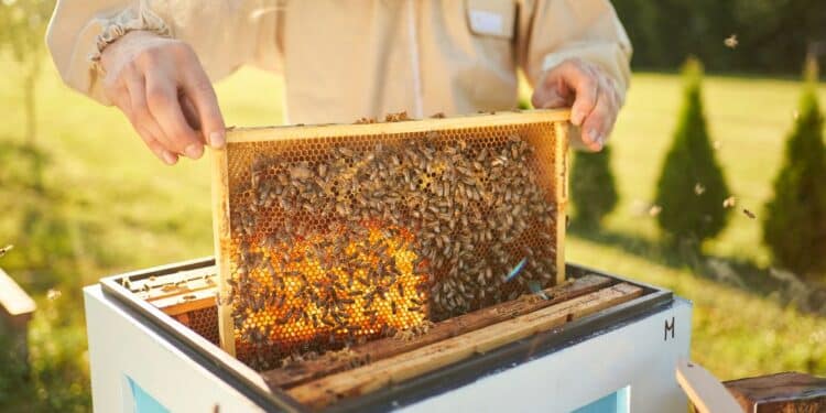 Caldo record in Sardegna, produzione di miele crolla fino al 70%: “Milioni di api uccise dalle temperature estreme”