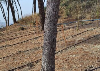 Monte Urpinu, l’area cani nel degrado: “Buchi, recinzioni arrugginite e piante che stanno morendo”