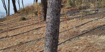Monte Urpinu, l’area cani nel degrado: “Buchi, recinzioni arrugginite e piante che stanno morendo”