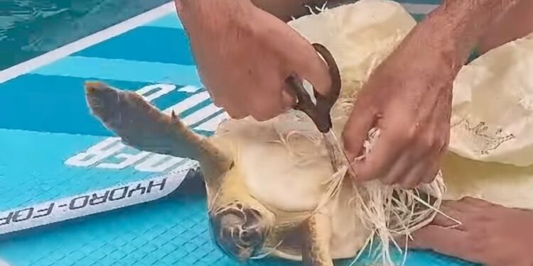 Disavventura a lieto fine a Buggerru: vede un sacchetto in mare e salva una tartaruga in Sup