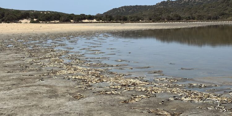 Disastro ambientale a Chia: strage di pesci nello stagno di Su Giudeu, riva invasa dalle carcasse