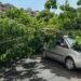 Paura a Quartu, albero crolla sulle auto parcheggiate
