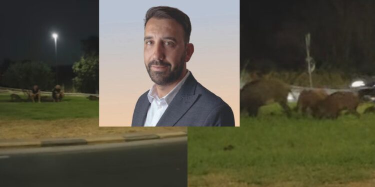 Sinnai, emergenza cinghiali in paese, “sono un pericolo”: nuova protesta