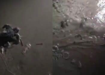 Calasetta, le prime baby tartarughe hanno raggiunto il mare