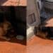 Cagliari, cane lasciato in terrazzo sotto il sole cocente, la rabbia di Enrico Rizzi