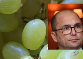 Caldo record a Cagliari, vendemmia anticipata per salvaguardare la qualità dell’uva