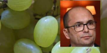 Caldo record a Cagliari, vendemmia anticipata per salvaguardare la qualità dell’uva