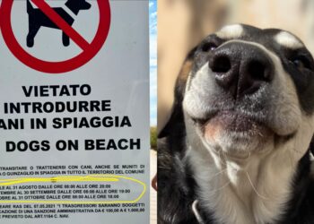 Pula, cani al mare solo la notte o la mattina prima delle 8, scatta la protesta degli animalisti: “Loro non lasciano spazzatura in spiaggia”