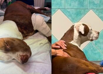 Dopo Palla un’altra giovane pitbull ferita nella clinica che aiuta i randagi