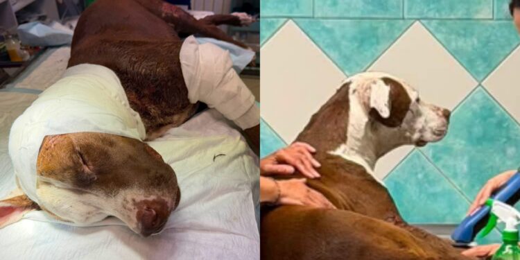 Dopo Palla un’altra giovane pitbull ferita nella clinica che aiuta i randagi