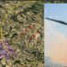 Tra Gesico e Mandas un nuovo impianto eolico in arrivo: cinque aerogeneratori alti 200 metri