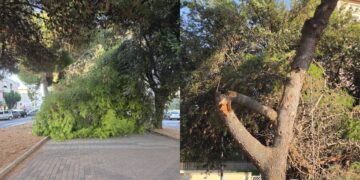 Monserrato, crollo improvviso di un pino in via Caracalla: “Per fortuna nessun ferito”