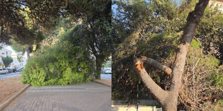 Monserrato, crollo improvviso di un pino in via Caracalla: “Per fortuna nessun ferito”