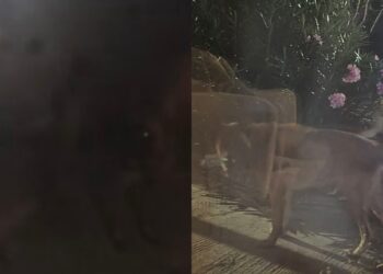 Sanluri, cani morsicatori terrorizzano la città: diverse persone aggredite per strada