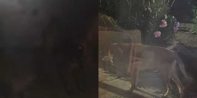 Sanluri, cani morsicatori terrorizzano la città: diverse persone aggredite per strada