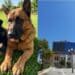 Quartu Sant’Elena, nuove risorse destinate agli amici a quattro zampe: no al randagismo, si al benessere animale