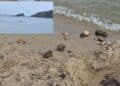 Pula, sassi spaccati in spiaggia da due bambini sotto gli occhi divertiti dei genitori