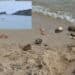 Pula, sassi spaccati in spiaggia da due bambini sotto gli occhi divertiti dei genitori
