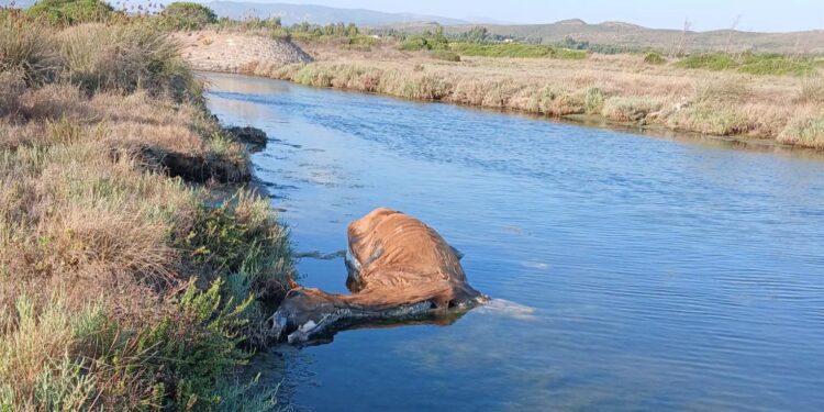 Is Urigus, cavallo morto da giorni in avanzato stato di decomposizione: disagi per i residenti