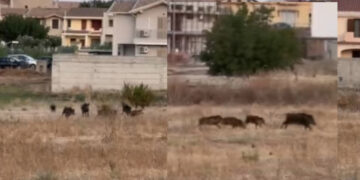 Settimo San Pietro, cinghiali a caccia di cibo fanno razzia fra orti e pascoli: agricoltori in ginocchio (VIDEO)