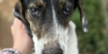 Radio Zampetta Sarda propone l’adozione di Alena, una dolcissima cagnetta di 12 kg