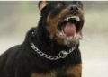 Aggredito da due rottweiler mentre raccoglie i fichi in campagna: morto un 72enne