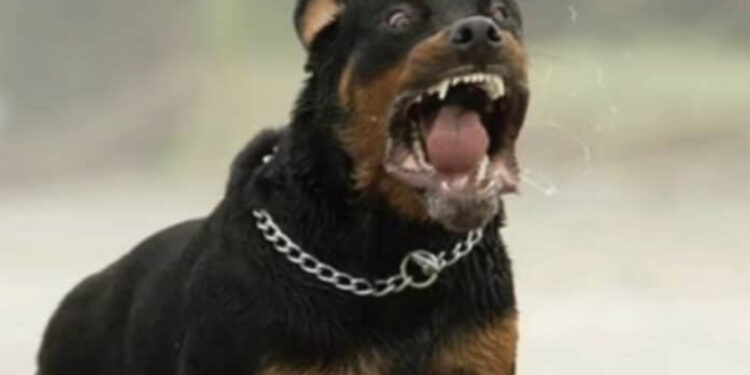 Aggredito da due rottweiler mentre raccoglie i fichi in campagna: morto un 72enne