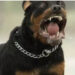 Aggredito da due rottweiler mentre raccoglie i fichi in campagna: morto un 72enne