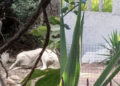 Quartu, pericolo cani in via Gauguin e Monet: alcuni grossi maremmani liberi di vagabondare