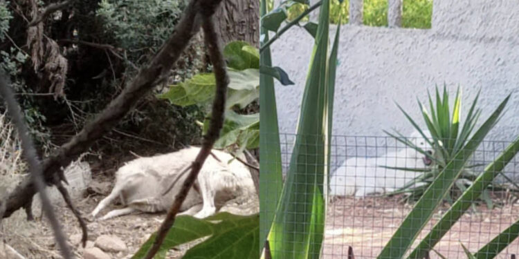 Quartu, pericolo cani in via Gauguin e Monet: alcuni grossi maremmani liberi di vagabondare