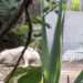 Quartu, pericolo cani in via Gauguin e Monet: alcuni grossi maremmani liberi di vagabondare