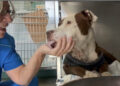 Oristano: la pitbull salvata dalla clinica di Palla mangia, lecca e guarda con dolcezza la sua dottoressa