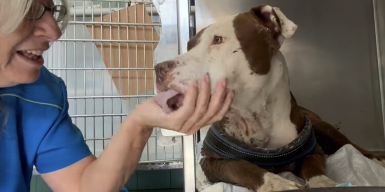 Oristano: la pitbull salvata dalla clinica di Palla mangia, lecca e guarda con dolcezza la sua dottoressa