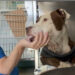 Oristano: la pitbull salvata dalla clinica di Palla mangia, lecca e guarda con dolcezza la sua dottoressa