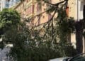 Cagliari, caduto un grosso albero in Via Trieste