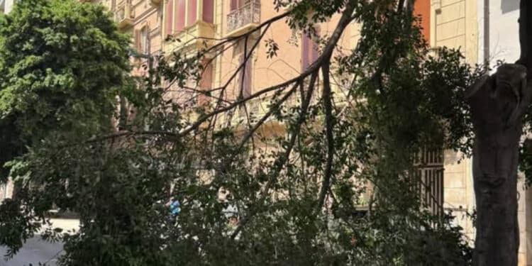 Cagliari, caduto un grosso albero in viale Trieste