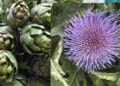 Sud Sardegna, piante di carciofo appena nate e già in fiore come in primavera: l’anomalia climatica manda in tilt la produzione