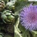 Sud Sardegna, piante di carciofo appena nate e già in fiore come in primavera: l’anomalia climatica manda in tilt la produzione