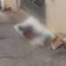 Cagliari, dorme da giorni in strada, sopra un materasso di fortuna e un cuscino arrotolato