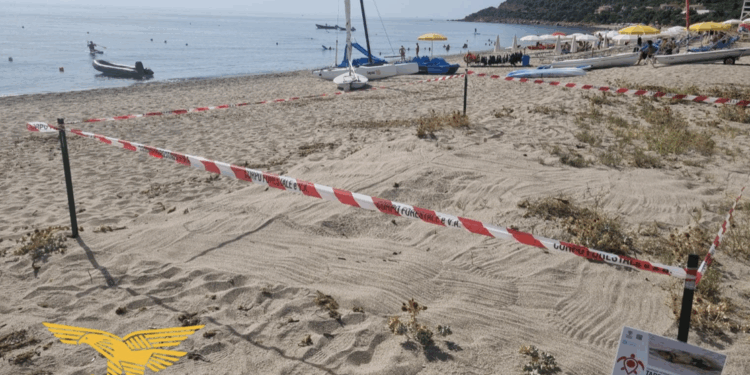 Cardedu, si schiude un nido di Caretta caretta: la Forestale salva e protegge le piccole tartarughe